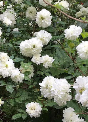 Blanc Double-Blossom de Coubert Seeds