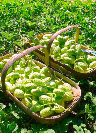 West Indian Gherkin Cucumber Seeds