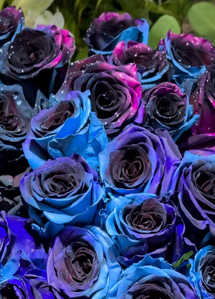 Starry Sky Roses