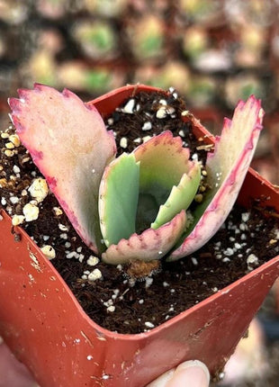 500Pcs Mother of Thousands Seeds – Hardy Succulents Ideal for Beginner Gardeners & Low-Maintenance Decor