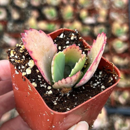 500Pcs Mother of Thousands Seeds – Hardy Succulents Ideal for Beginner Gardeners & Low-Maintenance Decor