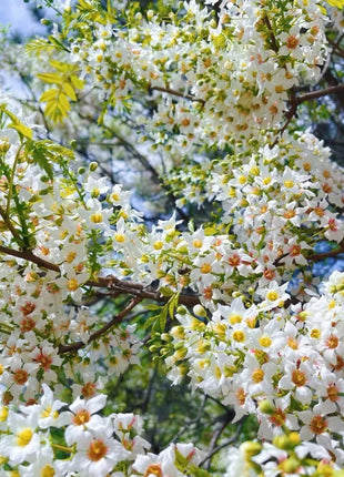 Xanthoceras Sorbifolia, Raintree Flower Seeds