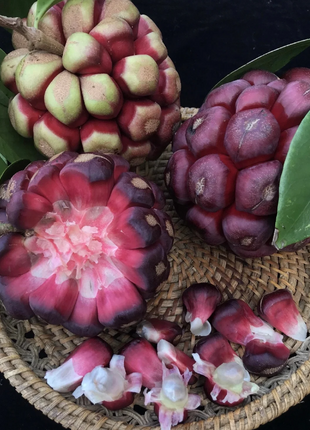 Black Tiger Seeds | Devil Fruit