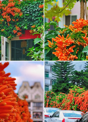🏵️Pyrostegia Venusta Climing Flower Seeds