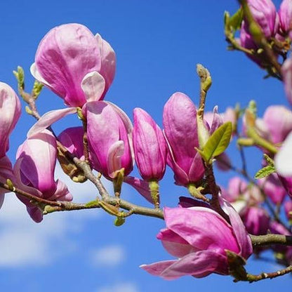 20pcs LILY MAGNOLIA Flower TREE Pink & Purple Fragrant Tulip Magnol Liliiflora Seeds