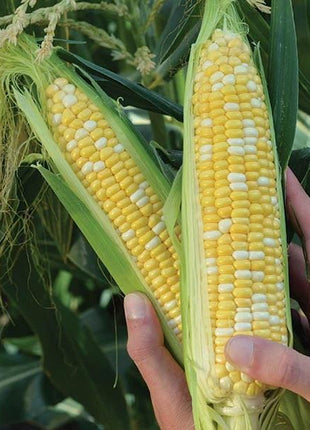 Sweet Corn Nighthawk F1