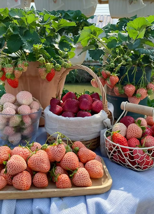 Sweet Dreamland Cream Strawberry Seeds