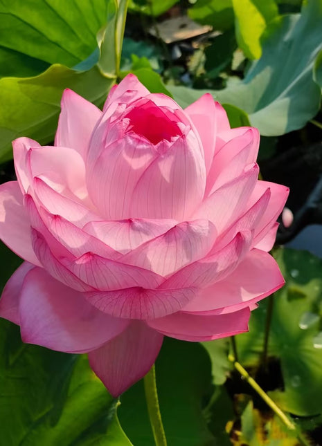 🪷Rare Thousand-petal Lotus