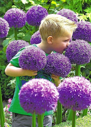 Giant Allium Giganteum Ornamental Onion Flower