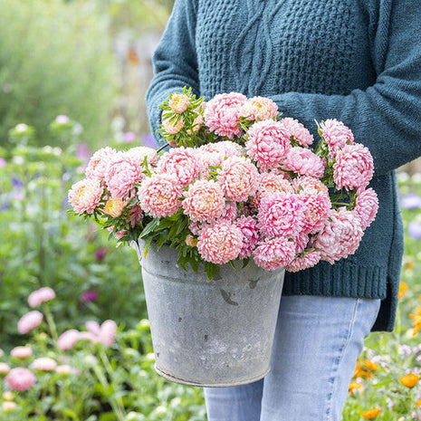 Aster Seeds (Peony Duchess) - Apricot