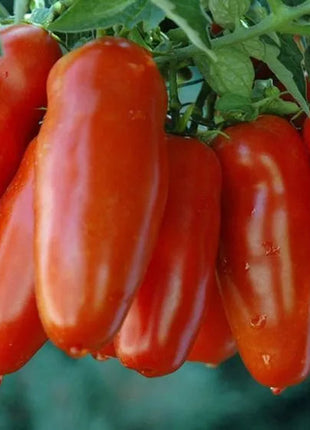 Non Gmo Tomato Red Banana Seeds