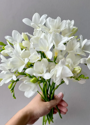 💐Freesia Bulbs
