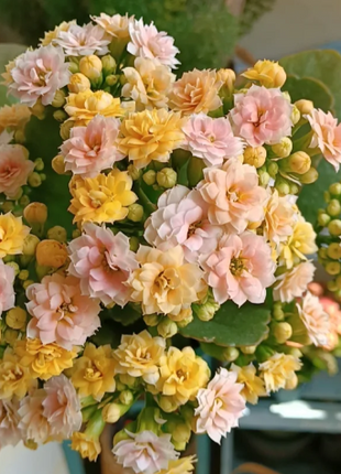 🌺Golden Fox Longevity Flower Seeds—Health And Longevity