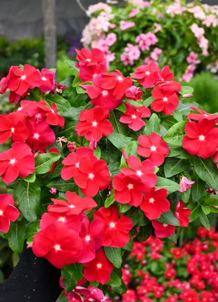 🌸Periwinkle—Blooms All Year Round