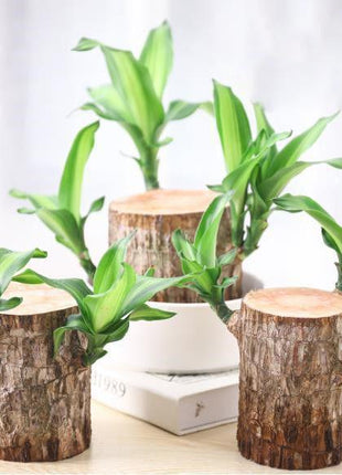 Brazilian Wood Bonsai – Potted Lucky Plant for Desktop or Gift Use