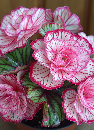 Rare Twin Begonia - Pink and White
