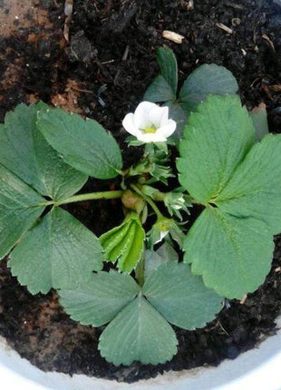 1 Bag Rare Milk Strawberry Seeds
