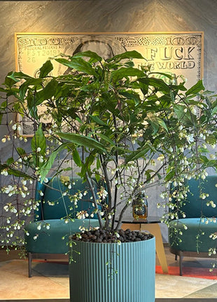 🌼Weeping Jasmine Seeds - White Jade Butterfly