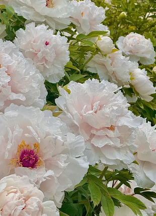 Multicolor Peony Seeds