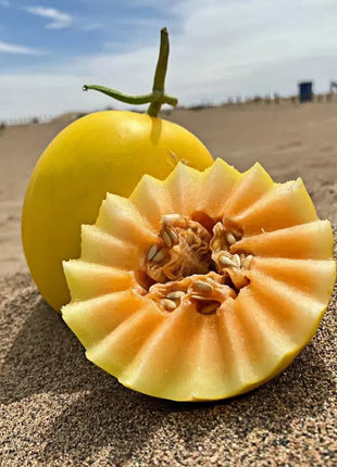 🍈Yellow River Honey Melon