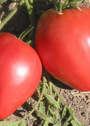 Organic Oxheart Tomato Seeds