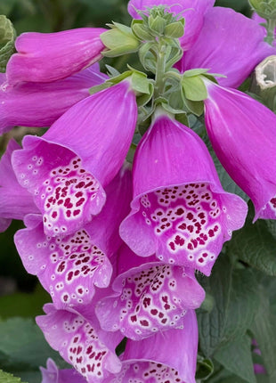 Foxglove Seeds Digitalis Purpurea Seeds