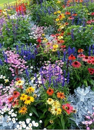 Mixed Perennial Flowers Seeds-Over 80 kinds mixed