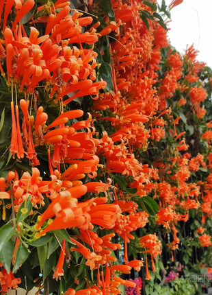 🏵️Pyrostegia Venusta Climing Flower Seeds