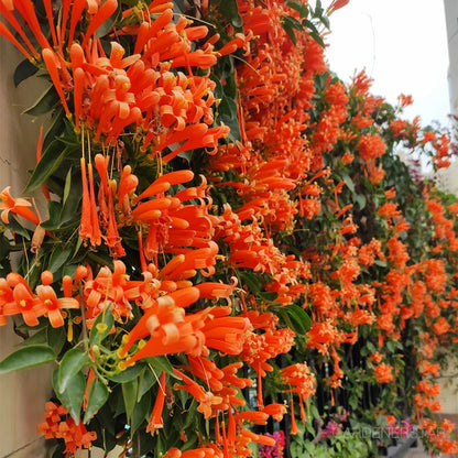 🏵️Pyrostegia Venusta Climing Flower Seeds