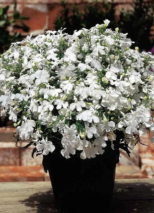 Lobelia Seeds - One of the best edging plants