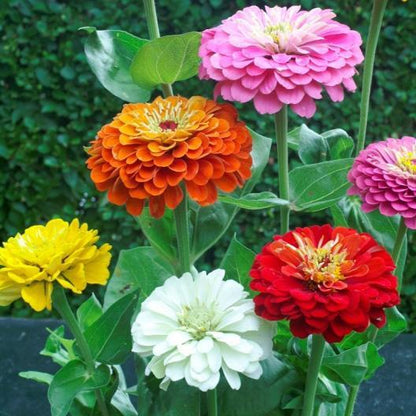 Zinnia State Fair Mix