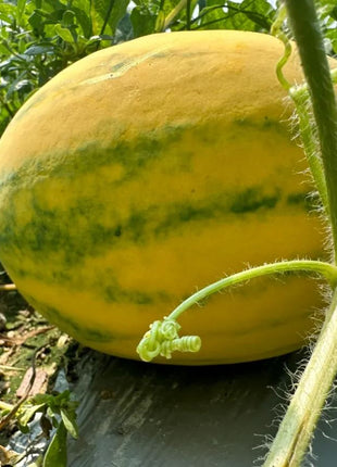 Gold In Gold Hybrid Watermelon Seeds
