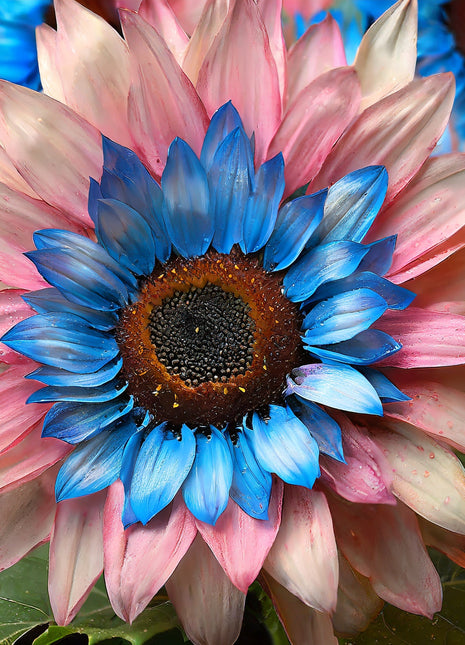 Double-flowered sunflower: blue-pink miracle 🌻🌻