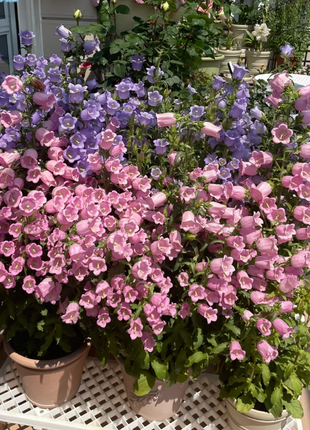 Campanula-Blessings From Afar