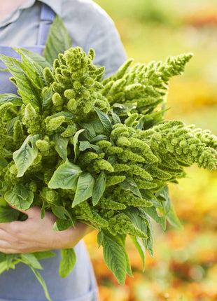 🌾Amaranthus Seeds
