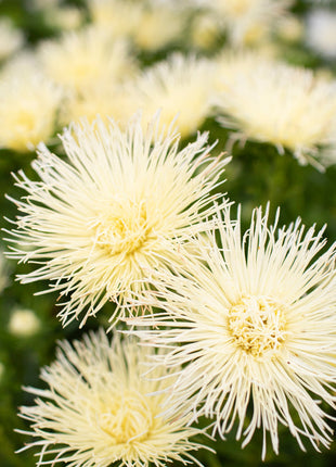 China Aster Valkyrie Yellow