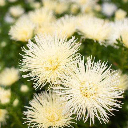China Aster Valkyrie Yellow