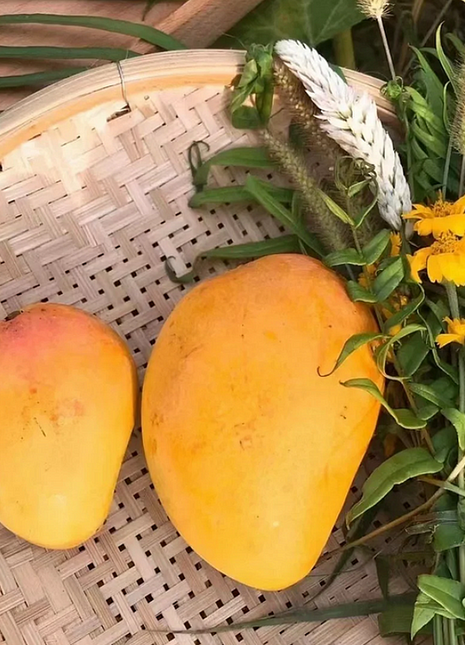 Super Sweet 🥭 Organic Giant Mango Seeds