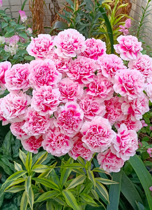 Multicolor Carnation Seeds