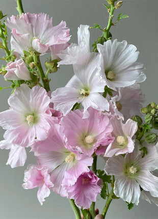 Single Flowered Hollyhock Seeds