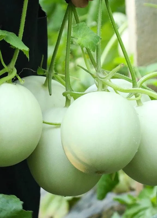 Jade Mushroom🍄Melon Seeds🍈