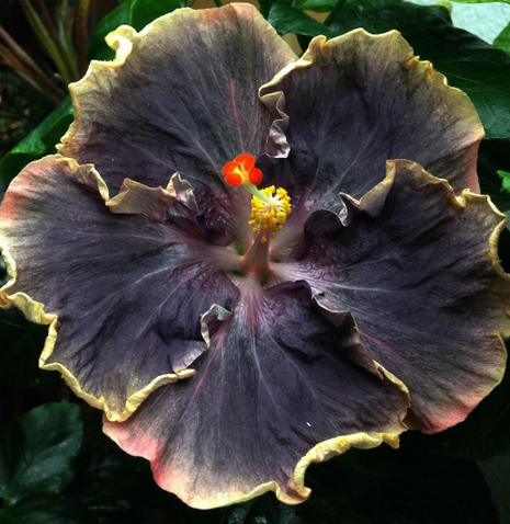 50PCS Rare Black Pink Purple Hibiscus Seeds"Black Rainbow"