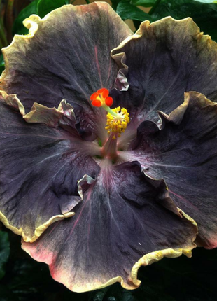 Rare Blue & White Hibiscus Seeds