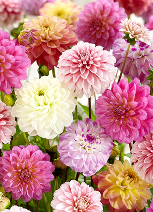💐Colorful Dahlia Seeds-The Power of Life