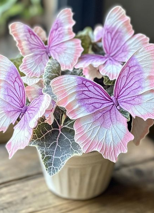 Charming Butterfly Plant (Oxalis triangularis)