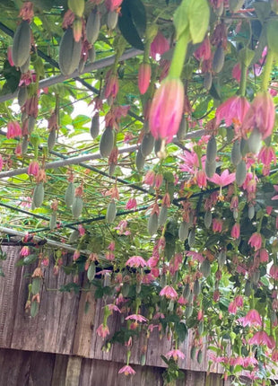 Passiflora Seeds - Banana Passion Fruit