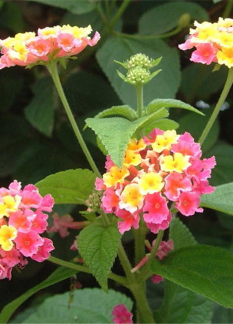 Egrow 30 Pcs/Pack Lantana Seeds Lantana Camara Tree Plan Flower Seeds Home Garden Seeds