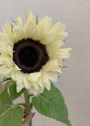 50 Seeds White sunflower with black core