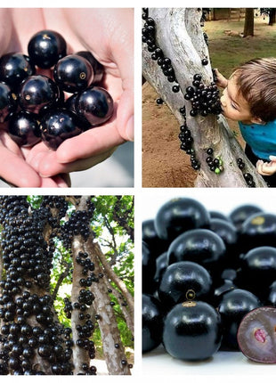 Jabuticaba-Plinia cauliflora-Tree Grape Seeds
