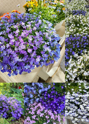 🌈Optimal Carpet Plant✨Creeping Lobelia Erinus Seeds